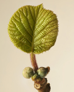 37.2 Paris - 2026_04_02 FLEURS INES_497_H28 copie.jpg