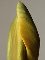 37.2 Paris - 2026_04_02 FLEURS INES_834_H16.jpg