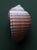 37.2 Paris - COQUILLAGES_075.jpg