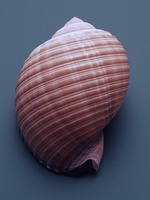37.2 Paris - COQUILLAGES_065.jpg