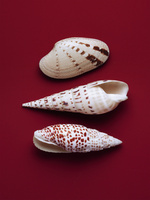 37.2 Paris - COQUILLAGES_007.jpg