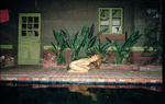 37.2 Paris - 117_SHELBYDUNCAN_HOL_Bird of Paradise(1:2)_2012_FULLFRAME.jpg