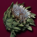 37.2 Paris - 260918_EDITO-FLEURS_030_ARTICHAUT_0142_v2 light 1 f13_H13.jpg