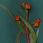 37.2 Paris - 260918_EDITO-FLEURS_070_EUCALYPTUS_0782_v2 base f13_H13.jpg