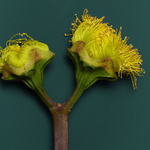 37.2 Paris - 260918_EDITO-FLEURS_070_EUCALYPTUS_0825_v3 close-up f12_H12.jpg