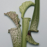 37.2 Paris - 260918_EDITO-FLEURS_090_SARRACENIA_1213_v1 base.jpg