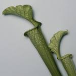 37.2 Paris - 260918_EDITO-FLEURS_090_SARRACENIA_1220_v2 base.jpg