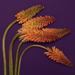 37.2 Paris - 260918_EDITO-FLEURS_130_KNIPHOFIA_1490_v1 base f14_H14.jpg