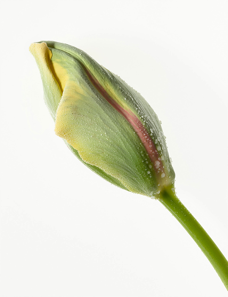 37.2 Paris - FROSTED_FLOWER.jpg