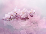 37.2 Paris - GUCCI_INGREDIENTS.jpg