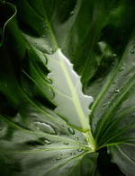 37.2 Paris - WATER_AND_LEAF.jpg
