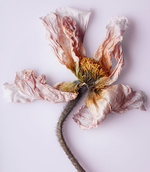37.2 Paris - FLEURS-SÉCHÉS-INES_010.jpg