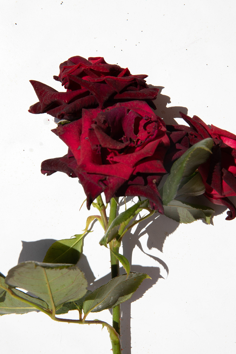 37.2 Paris - 22062021-1V0A7254.jpg