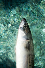 37.2 Paris - 1V0A6909.jpg