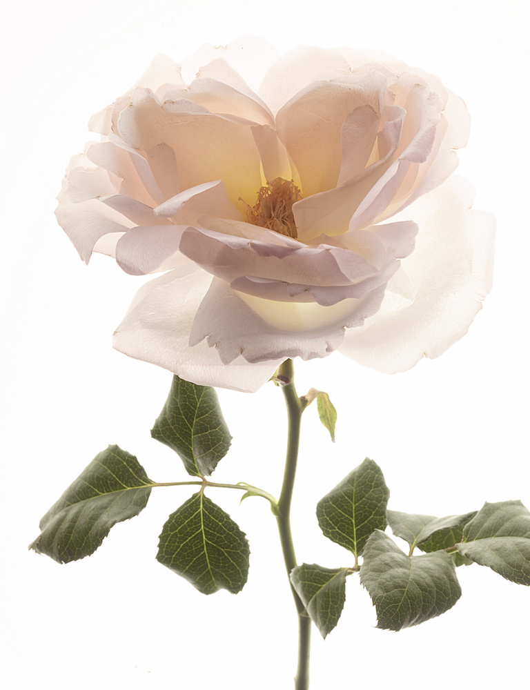 37.2 Paris - ROSES_090 copie.jpg