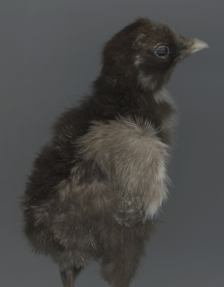 37.2 Paris - CHICK.jpg