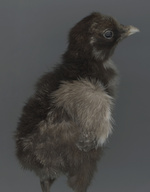 37.2 Paris - CHICK.jpg