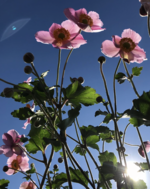37.2 Paris - ANEMONE OK