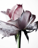 37.2 Paris - ines dieleman floral design photographer 37.2 agent agency .JPG