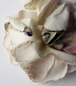 37.2 Paris - 2020_05_22 AMICA_098 copie 3.jpg