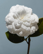 37.2 Paris - 14C4B616-CB1F-41F5-AB16-2637B5B8E0C7.JPG